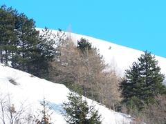 Turdus pilaris