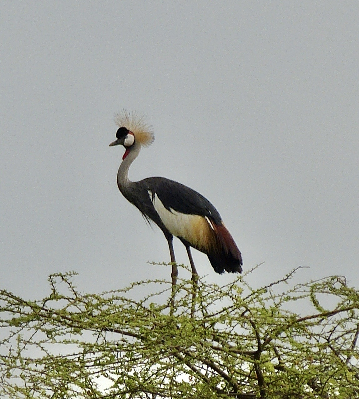 Grey Crowned Crane