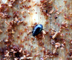 Plegaderus vulneratus
