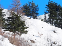 Turdus pilaris