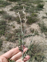 Astragalus varius eupatoricus