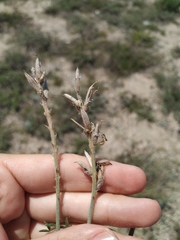 Astragalus varius eupatoricus