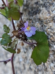 Cymbalaria muralis