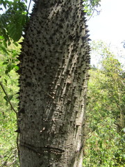 Ceiba glaziovii