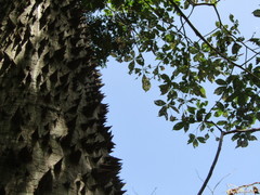 Ceiba glaziovii