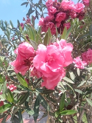 Nerium oleander