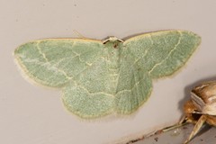 Chlorochlamys