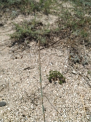 Thinopyrum bessarabicum