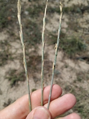 Thinopyrum bessarabicum