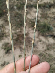 Thinopyrum bessarabicum