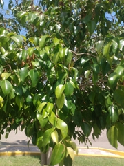 Ficus