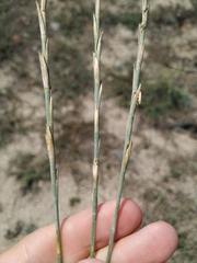 Thinopyrum bessarabicum