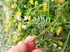 Lessertia pauciflora