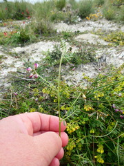 Lessertia pauciflora