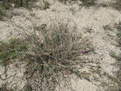 Astragalus varius eupatoricus