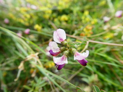 Lessertia pauciflora