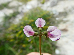 Lessertia pauciflora
