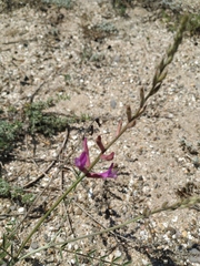 Astragalus varius eupatoricus