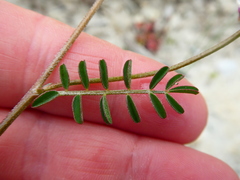 Lessertia pauciflora