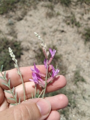 Astragalus varius eupatoricus