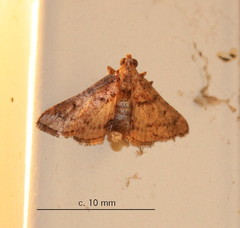 Pyralinae