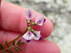 Lessertia pauciflora