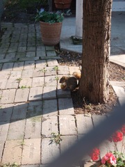 Sciurus niger