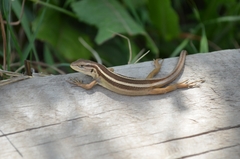 Liolaemus gravenhorstii