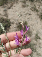 Astragalus varius eupatoricus