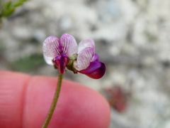 Lessertia pauciflora