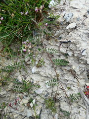 Lessertia pauciflora