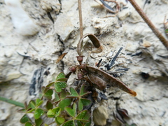 Lessertia pauciflora
