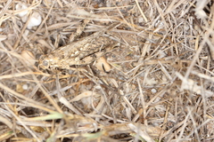 Dericorys carthagonovae