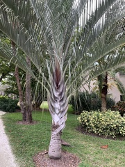 Dypsis decaryi