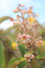 Miconia dodecandra