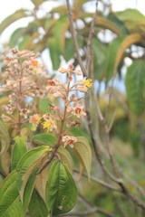 Miconia dodecandra
