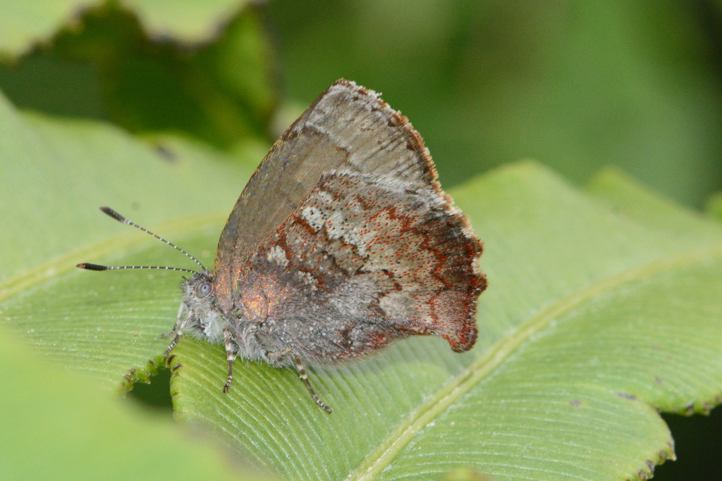 Rhamma comstocki