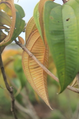 Miconia dodecandra