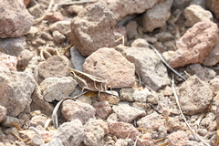 Calliptamus barbarus