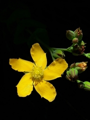 Hypericum connatum