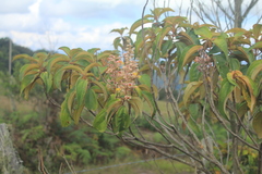 Miconia dodecandra