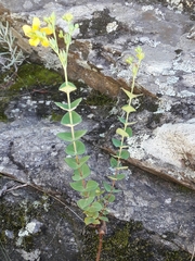 Hypericum connatum