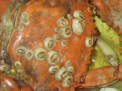 Chelonibia testudinaria