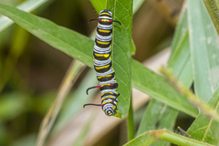 Danaus gilippus gilippus