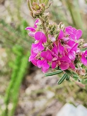 Indigofera rhodantha
