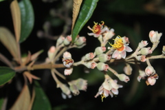Miconia dodecandra