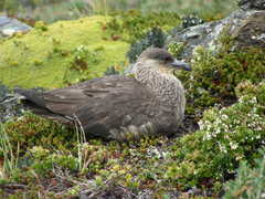 Chilean Skua photo 4