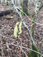 Corylus avellana