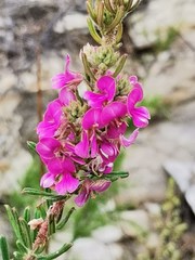 Indigofera rhodantha