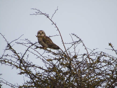Búho campestre (Asio flammeus)